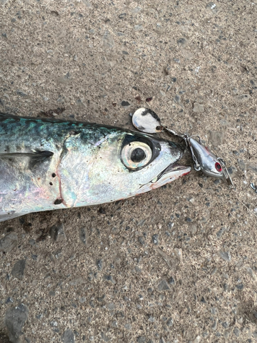 サバの釣果