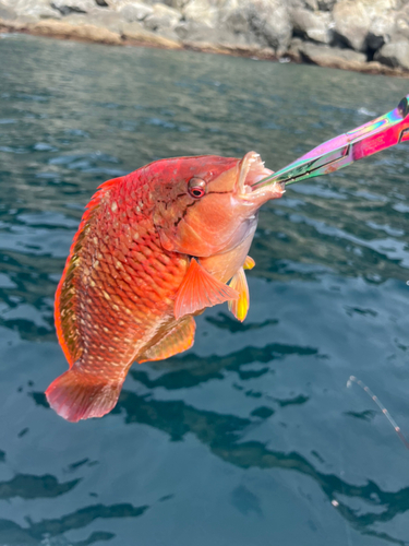 アカササノハベラの釣果