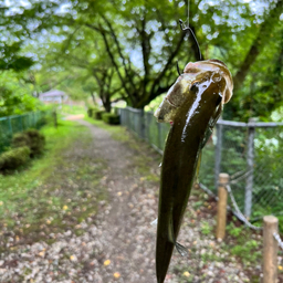 ブラックバス