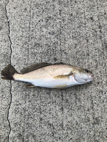 イシモチの釣果