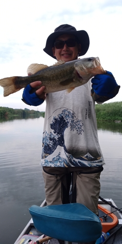 ブラックバスの釣果