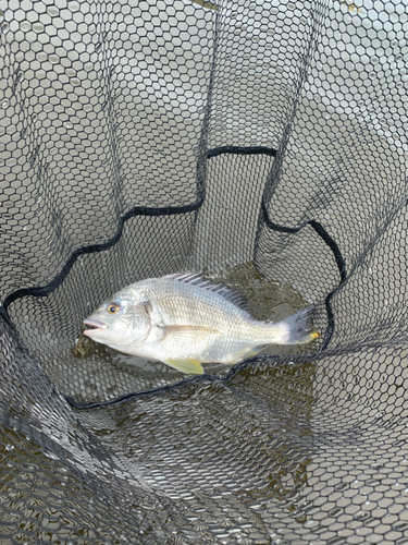 キビレの釣果