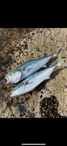 ブリの釣果