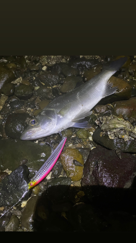 セイゴ（ヒラスズキ）の釣果