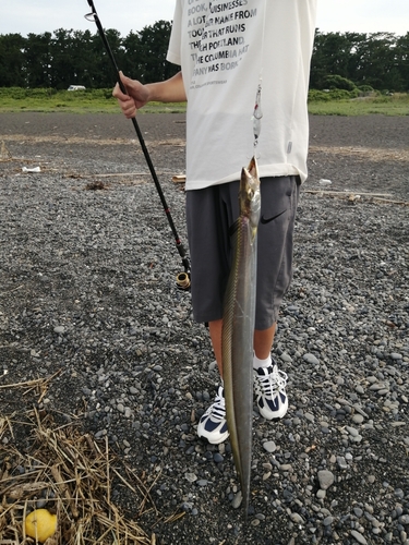 タチウオの釣果