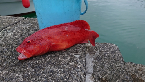 スジアラの釣果