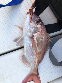 ハマチの釣果