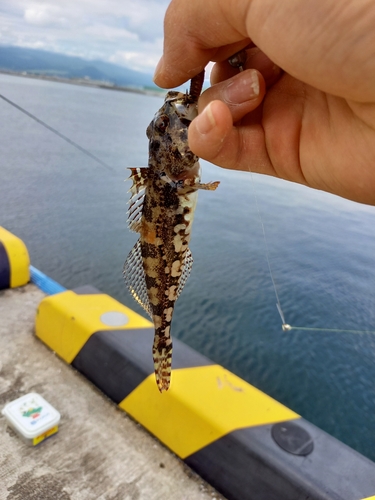 アサヒアナハゼの釣果