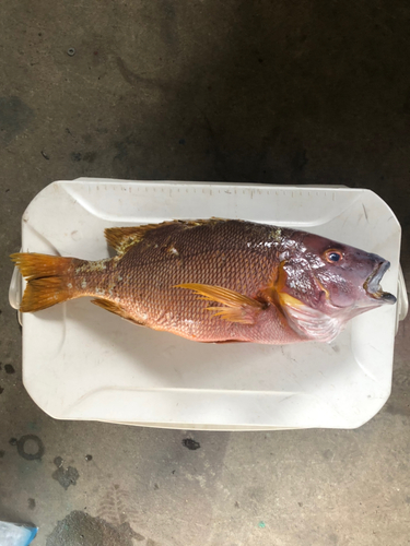 シブダイの釣果