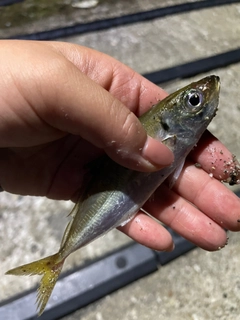 マアジの釣果