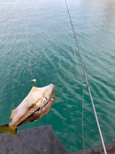 クサフグの釣果