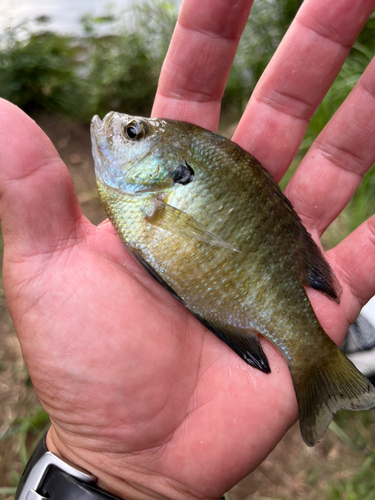 ブルーギルの釣果