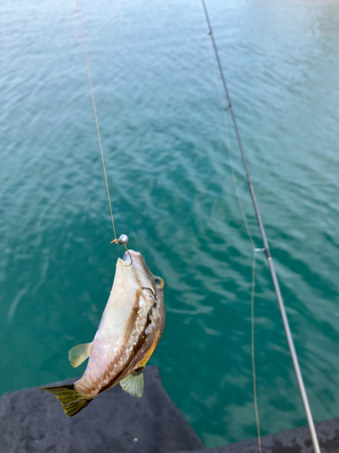 クサフグの釣果