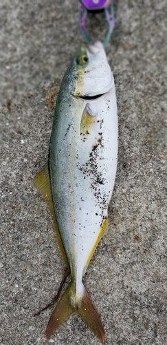 ツバスの釣果