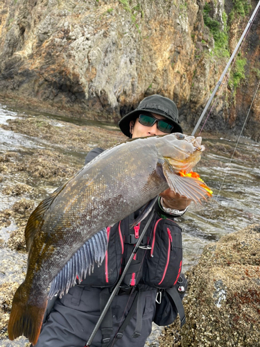 アイナメの釣果