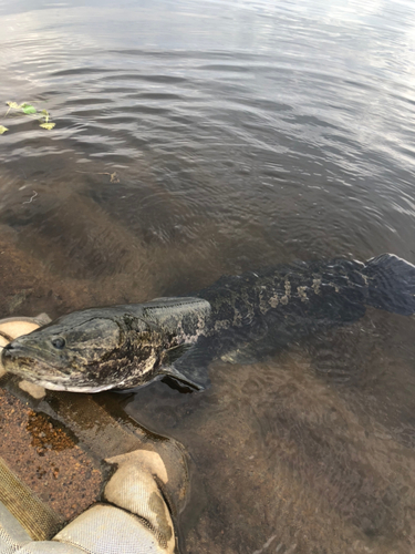 カムルチーの釣果