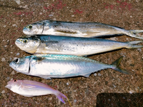 シイラの釣果