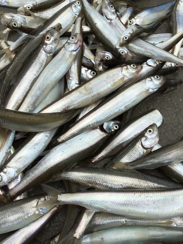 チカの釣果