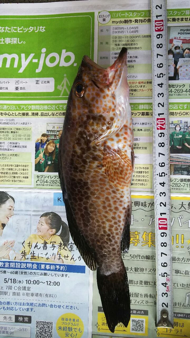 オオモンハタ