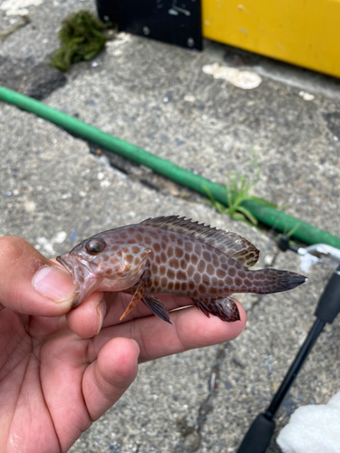 オオモンハタの釣果