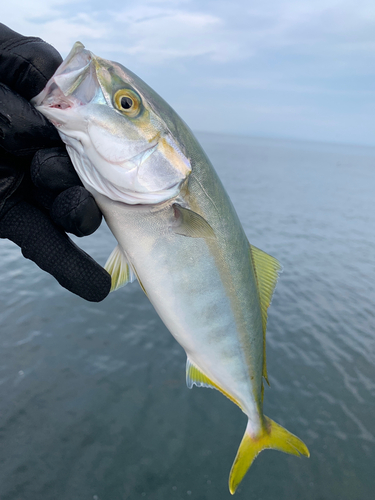 ツバスの釣果