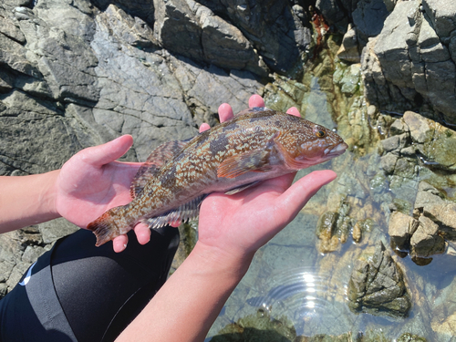 アイナメの釣果