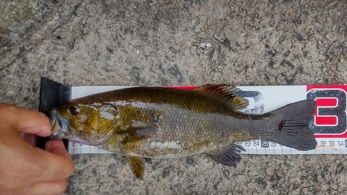 スモールマウスバスの釣果