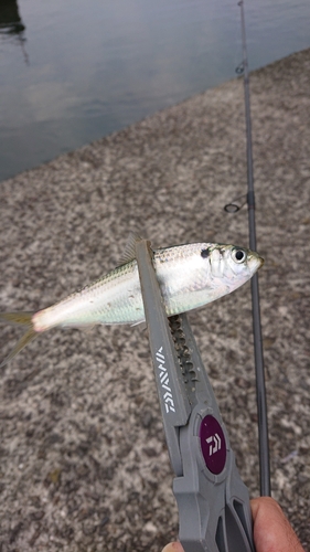 コノシロの釣果