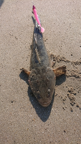 マゴチの釣果