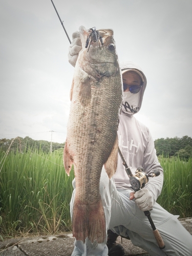 ブラックバスの釣果