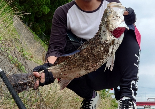 スズキの釣果