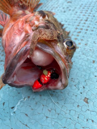 カサゴの釣果