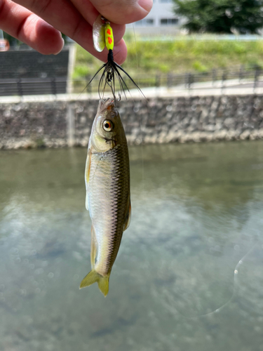 オイカワの釣果