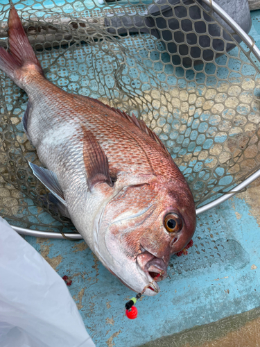 タイの釣果