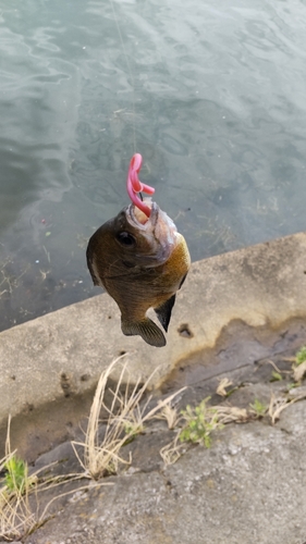 ブルーギルの釣果