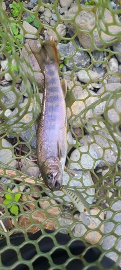 イワナの釣果