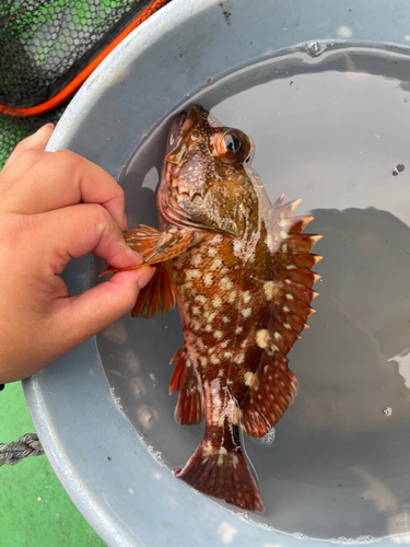 カサゴの釣果