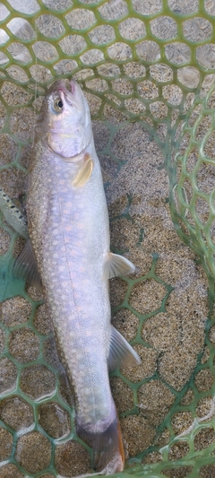 イワナの釣果