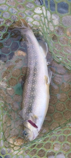 イワナの釣果