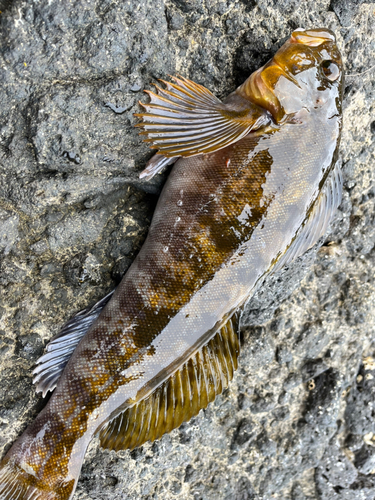 アブラコの釣果