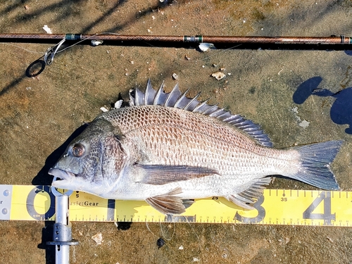 クロダイの釣果