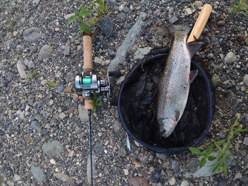 ニジマスの釣果