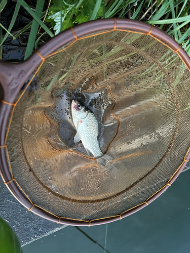 フナの釣果