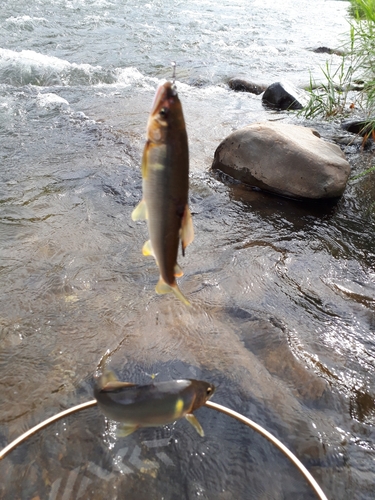 アユの釣果