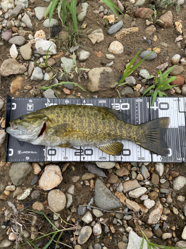 スモールマウスバスの釣果