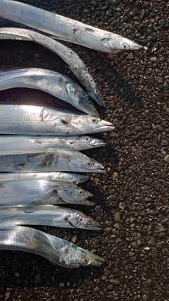 タチウオの釣果