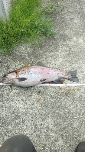 ニジマスの釣果