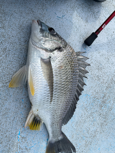 キビレの釣果