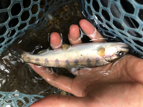 ヤマメの釣果