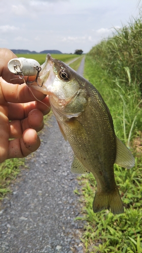 ラージマウスバスの釣果